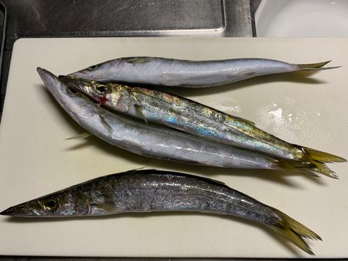 カマスの釣果