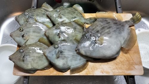 カワハギの釣果