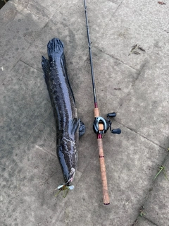 ライギョの釣果