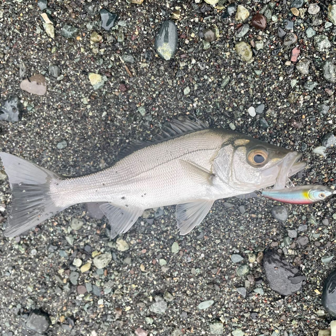 セイゴ（ヒラスズキ）