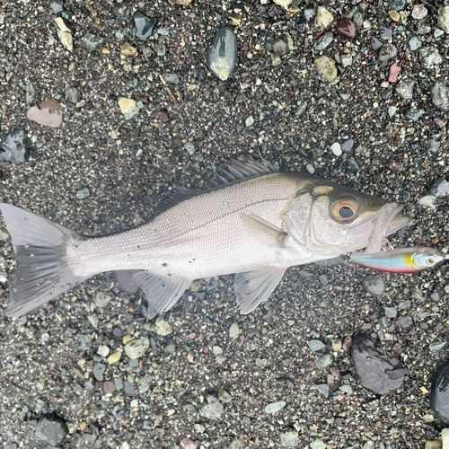 セイゴ（ヒラスズキ）の釣果