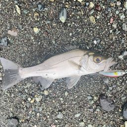 セイゴ（ヒラスズキ）