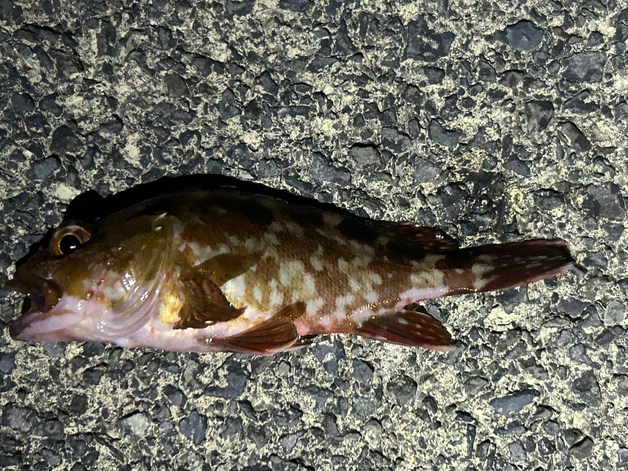 カサゴ