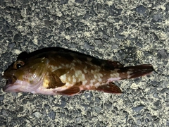 カサゴの釣果