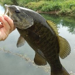 スモールマウスバス