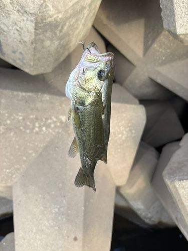 ラージマウスバスの釣果