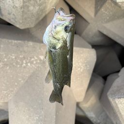 ラージマウスバス
