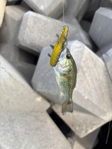 ラージマウスバスの釣果