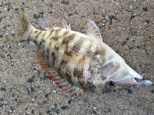 フエフキダイの釣果