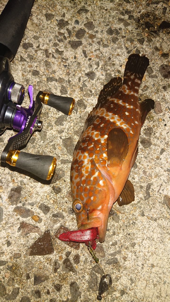 DAIWA 16HRF® (ハードロックフィッシュ) KJ 77MHBの最安値・インプレ