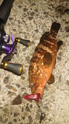 キジハタの釣果