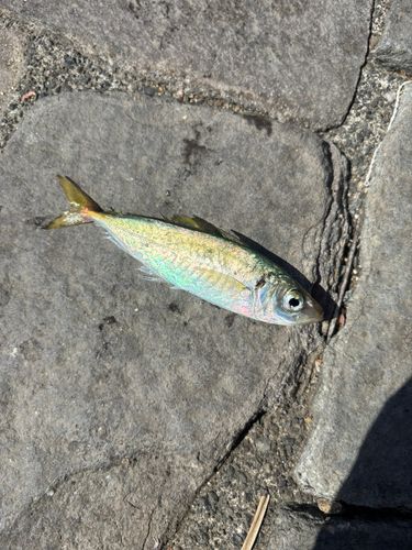 新居海釣公園
