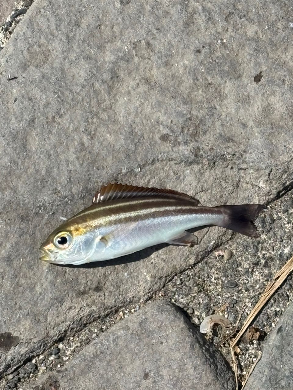 アジ