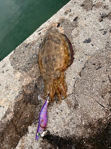 モンゴウイカの釣果