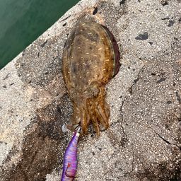 モンゴウイカ