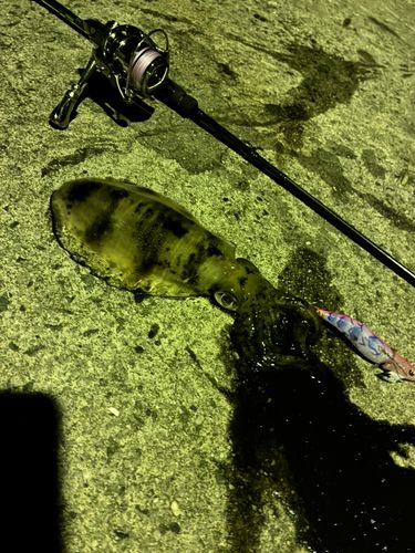 アオリイカの釣果