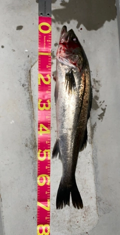 シーバスの釣果