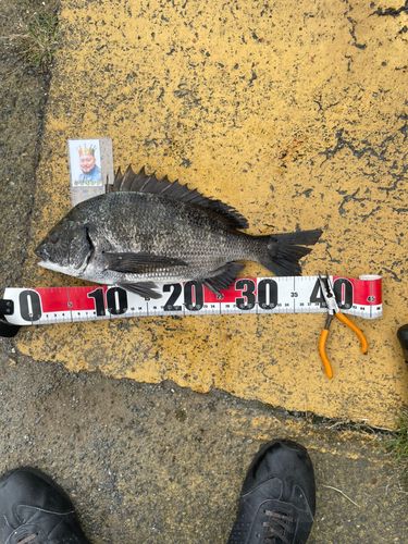 クロダイの釣果