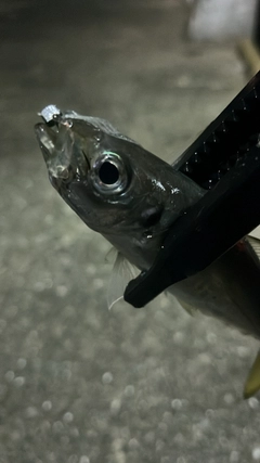 マアジの釣果