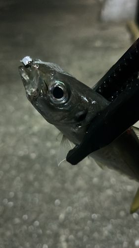 マアジの釣果