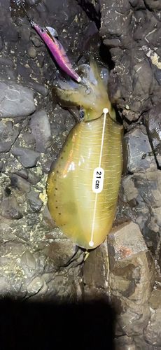 アオリイカの釣果