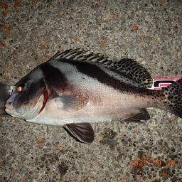 コショウダイ