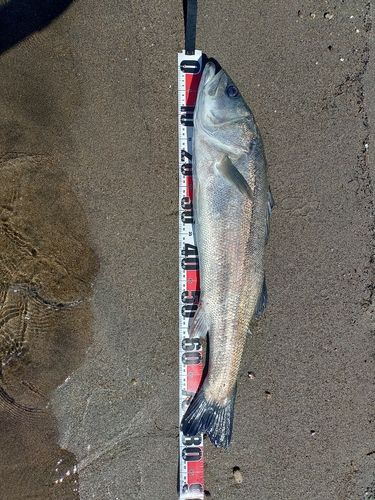 スズキの釣果
