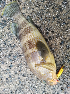 アオハタの釣果