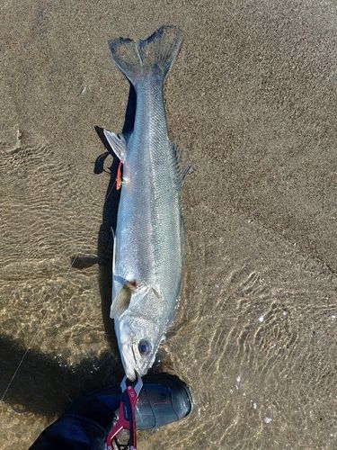 スズキの釣果