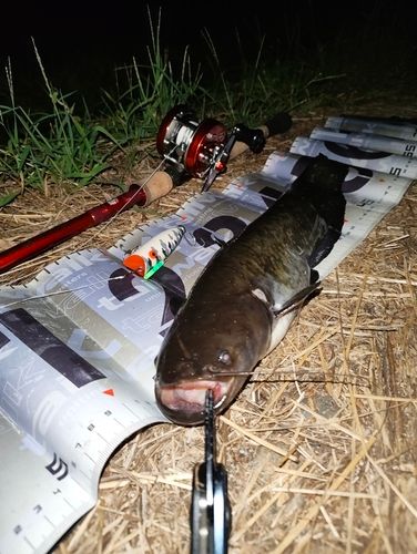 ナマズの釣果