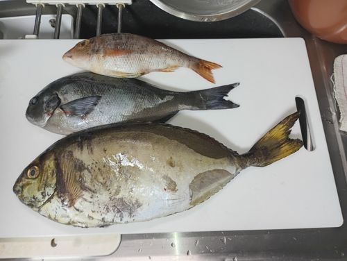 アイゴの釣果