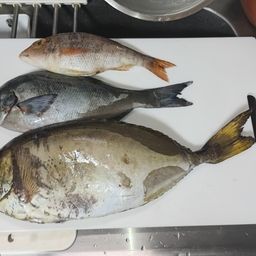 アイゴ