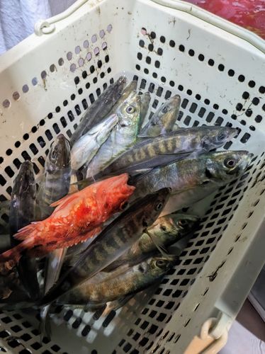 尾鷲湾