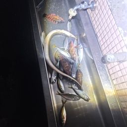 アナゴ