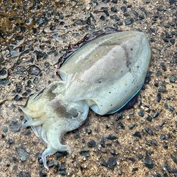 モンゴウイカ