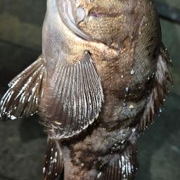メバル