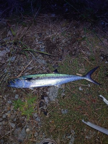 サワラの釣果