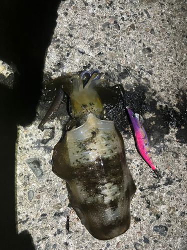 アオリイカの釣果