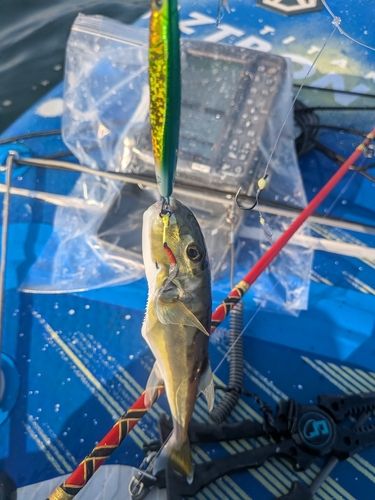 シロサバフグの釣果