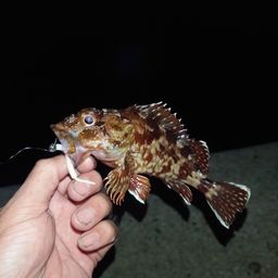 カサゴ