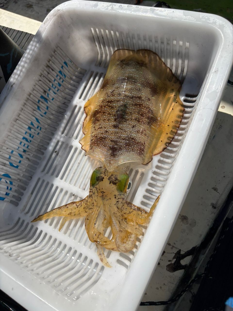 まにりさんの釣果 2枚目の画像