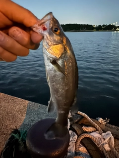 セイゴ（ヒラスズキ）の釣果