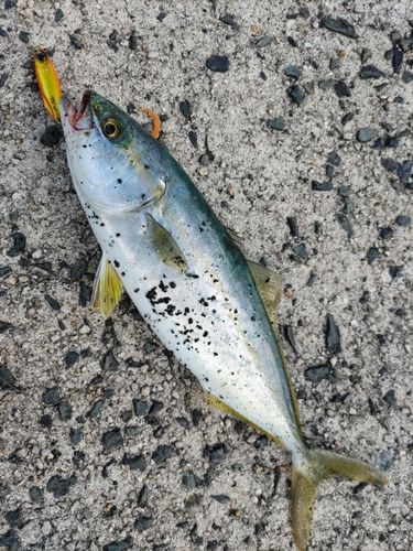 伊根湾