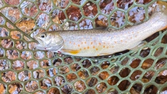 ヤマトイワナの釣果