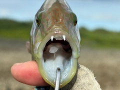 ヒトスジモチノウオの釣果