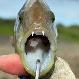 ヒトスジモチノウオ