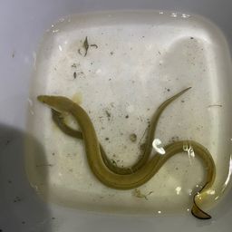 ウナギ