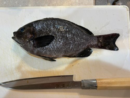 メジナの釣果