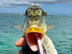 ムネアカクチビの釣果