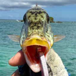 ムネアカクチビ